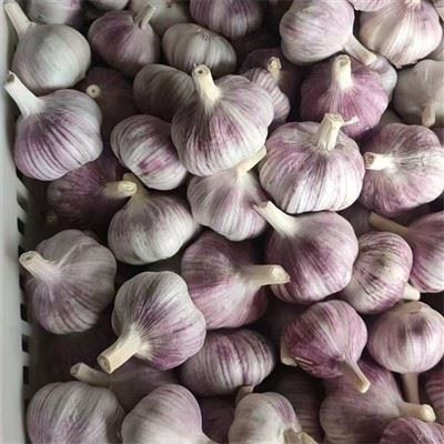 Purple Skin Garlic Purple Skin Garlic