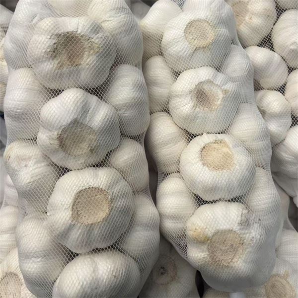 Fresh White Garlic